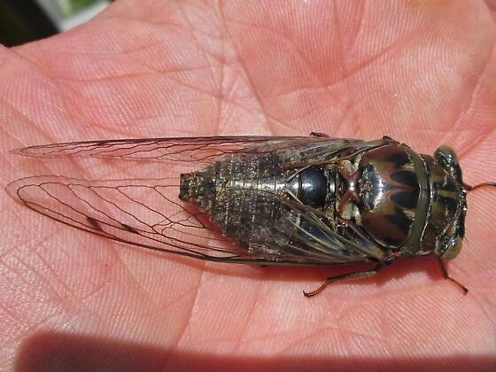 Annual Cicada